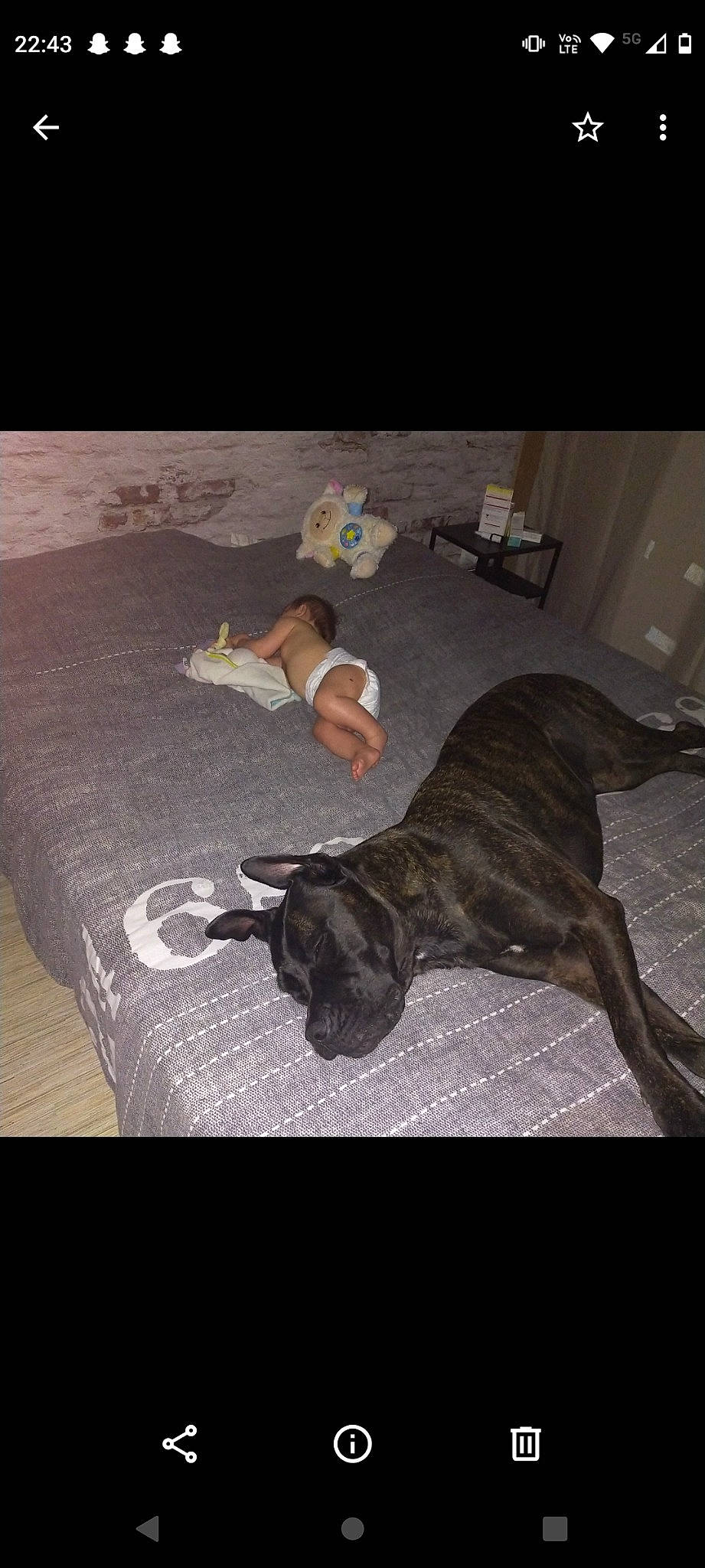 Jenna a rejoint le concours — aidez-le/la à gagner de superbes lots ! bed, canidae, carnivore, comfort, companion_dog, dog, dog_breed, fawn, floor, flooring, grey, guard_dog, linens, nap, room, sporting_group, tail, tints_and_shades, toy_dog, working_animal