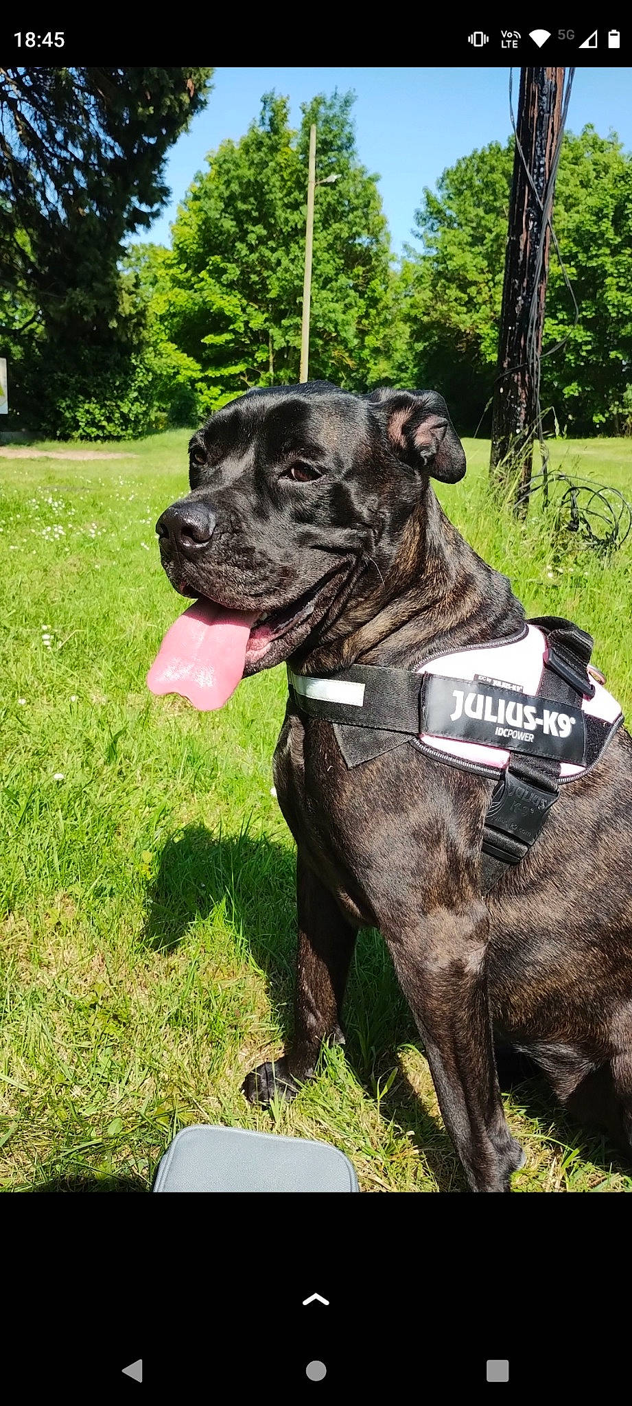 Jenna a rejoint le concours — aidez-le/la à gagner de superbes lots ! canidae, carnivore, collar, companion_dog, dog, dog_breed, dog_collar, dog_supply, fawn, grass, guard_dog, plant, snout, sporting_group, tail, terrestrial_animal, tree, whiskers, working_animal, working_dog