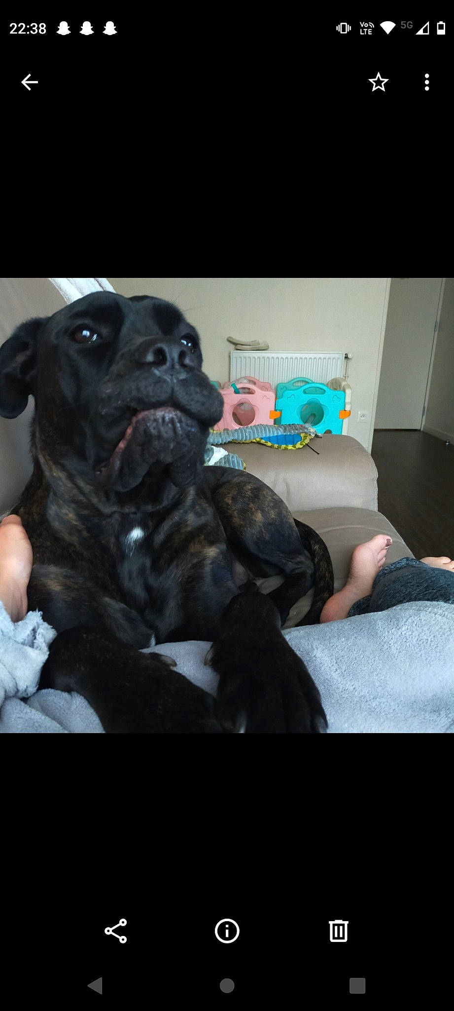 Jenna participe au concours pour gagner de l'argent avec cette photo : canidae, carnivore, comfort, companion_dog, couch, dog, dog_breed, fawn, fur, guard_dog, linens, non_sporting_group, pillow, selfie, sitting, sporting_group, throw_pillow, toy_dog, working_animal, wrinkle