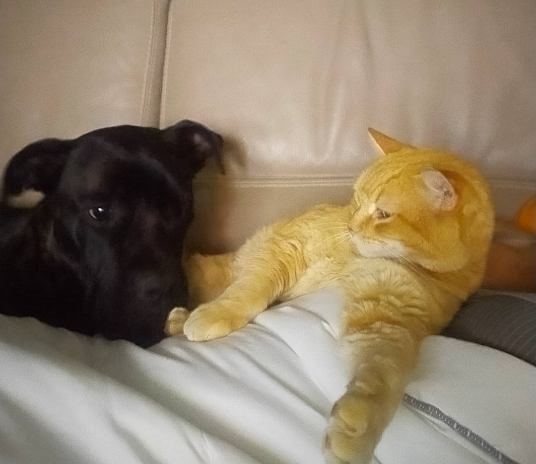 Léo a rejoint le concours — aidez-le/la à gagner de superbes lots ! bed, carnivore, cat, comfort, companion_dog, dog, dog_breed, domestic_short_haired_cat, fawn, felidae, fur, linens, liver, paw, small_to_medium_sized_cats, snout, tail, whiskers, wood, working_animal