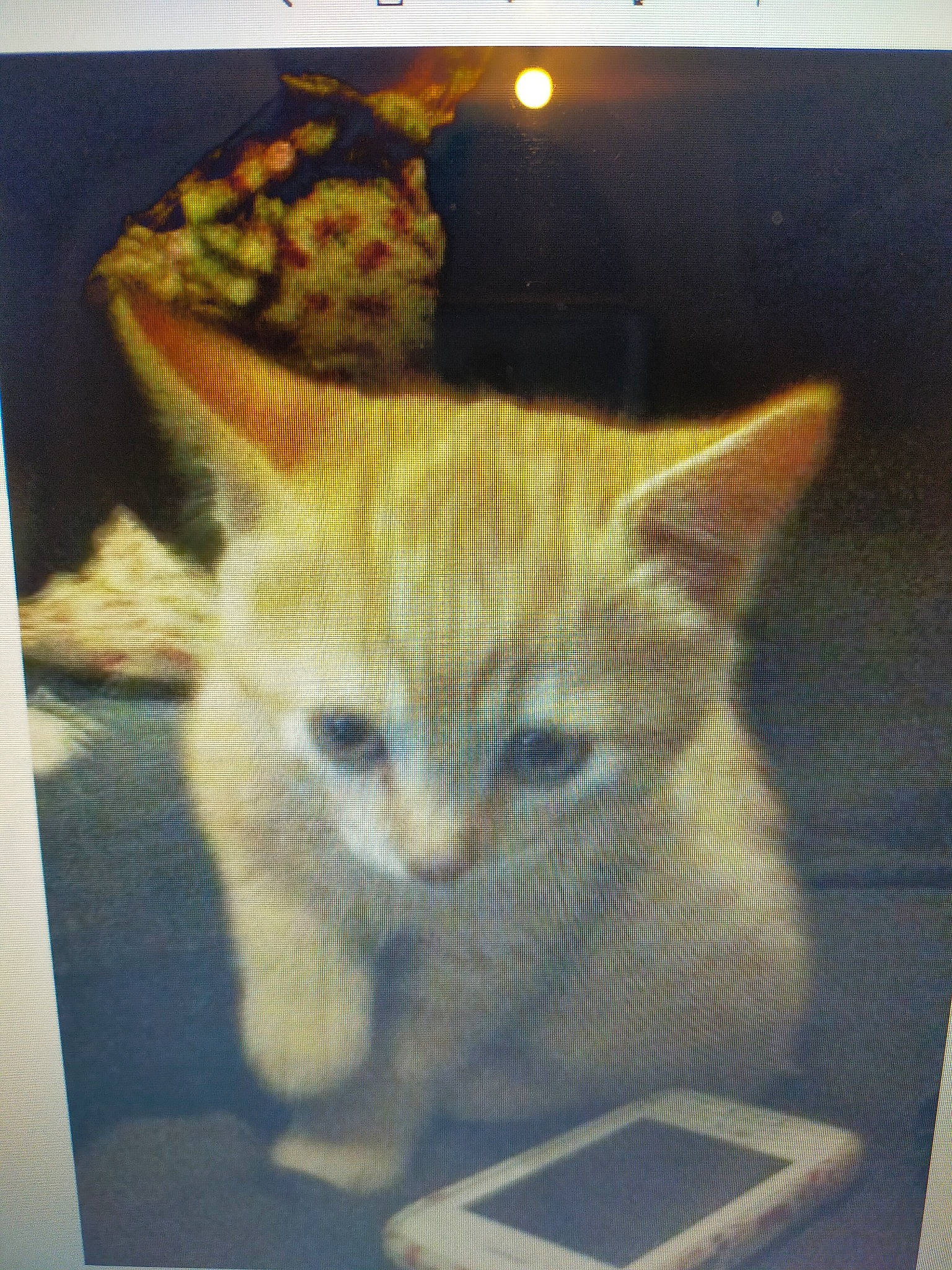 Léo a rejoint le concours — aidez-le/la à gagner de superbes lots ! art, carnivore, cat, domestic_short_haired_cat, electronic_device, fawn, felidae, fur, paint, paw, rectangle, small_to_medium_sized_cats, snout, square, tail, technology, terrestrial_animal, visual_arts, whiskers