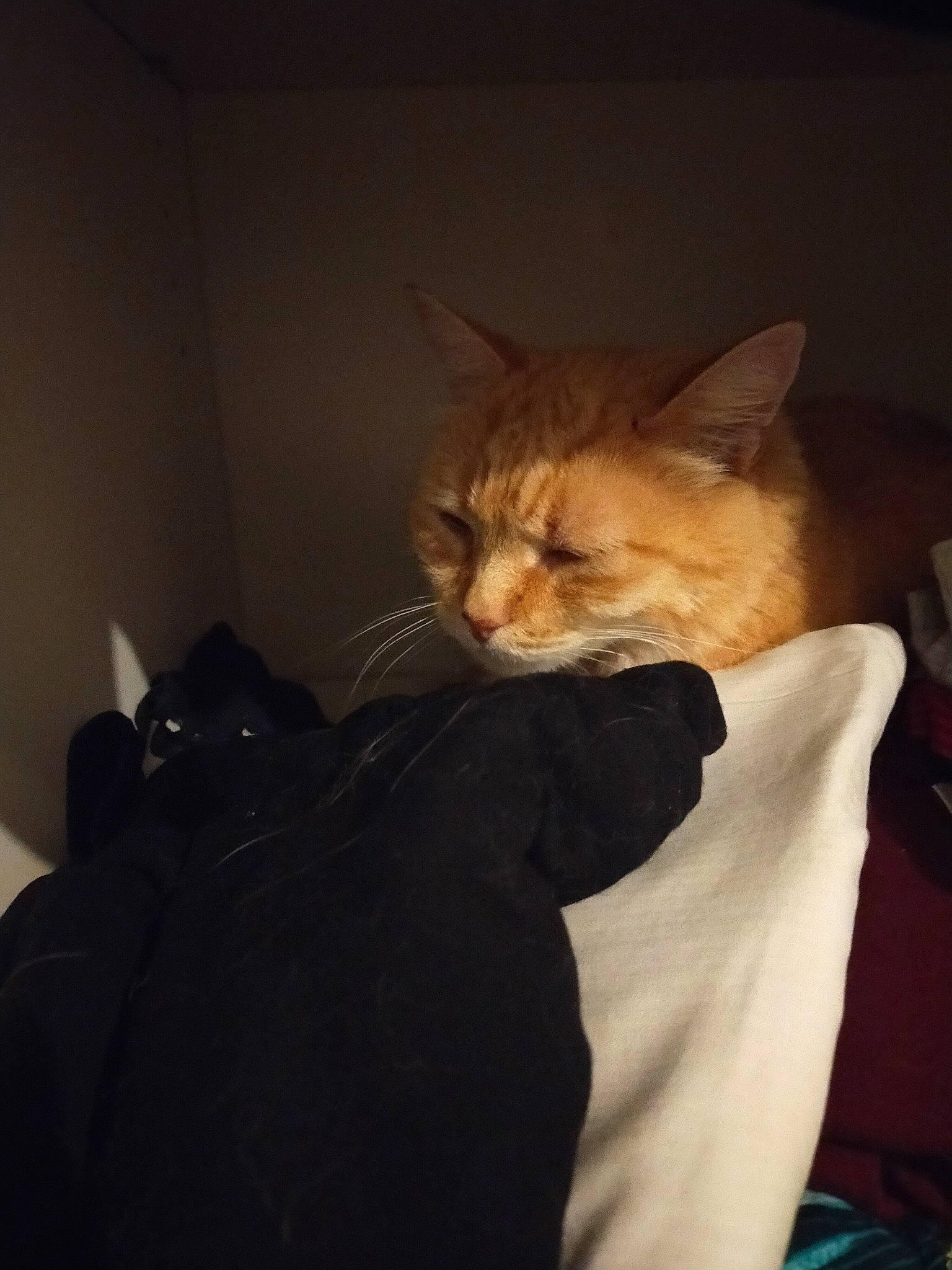 Léo a rejoint le concours — aidez-le/la à gagner de superbes lots ! brown, carnivore, cat, claw, comfort, darkness, domestic_short_haired_cat, ear, fawn, felidae, fur, gesture, nap, room, sitting, small_to_medium_sized_cats, tail, terrestrial_animal, whiskers