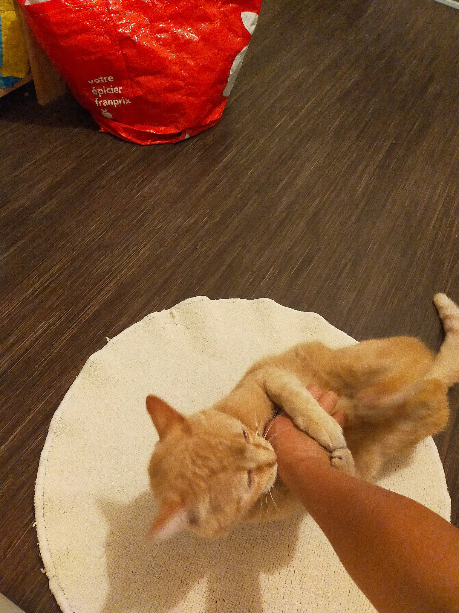 Léo a rejoint le concours — aidez-le/la à gagner de superbes lots ! carnivore, cat, cuisine, dish, domestic_short_haired_cat, fawn, felidae, food, fur, gesture, hardwood, ingredient, linens, nail, paw, plastic_bag, small_to_medium_sized_cats, tail, whiskers, wood