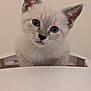 Flocon participe au concours pour gagner de l'argent avec cette photo : kitten, cat, blue_eyes, curious, pet, fur, whiskers, closeup, cute, animal, young, domestic_cat, face, ears, indoor, white_background, small, adorable, feline, portrait