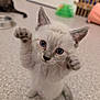 kitten, cat, blue_eyes, raised_paws, carpet, indoor, pet, cute, small, fur, whiskers, playful, animal, mammal, feline, young, domestic, curious, standing, close_up