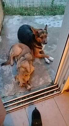 Daysie a rejoint le concours — aidez-le/la à gagner de superbes lots ! canidae, carnivore, companion_dog, dog, dog_breed, fawn, german_shepherd_dog, mammal, puppy, street_dog, working_dog