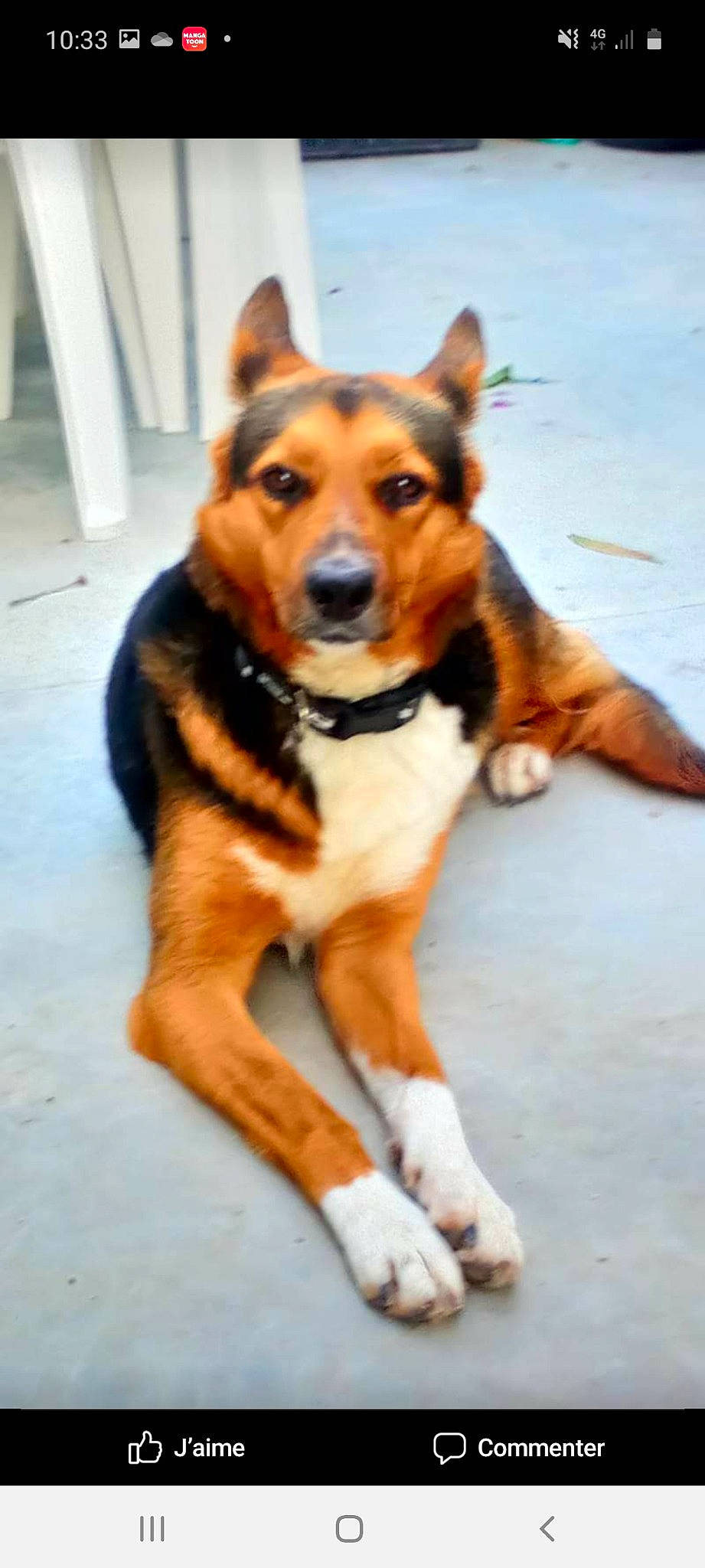 Daysie participe au concours pour gagner de l'argent avec cette photo : ancient_dog_breeds, canidae, carnivore, dog, dog_breed, east_european_shepherd, kunming_wolfdog, mammal, rare_breed_dog, snout, street_dog, sulimov_dog, vertebrate