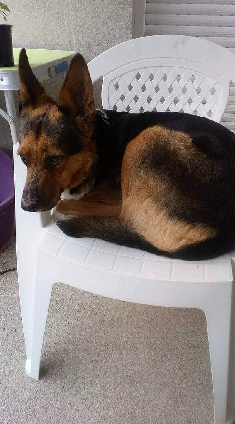 Daysie participe au concours pour gagner de l'argent avec cette photo : canidae, carnivore, chair, dog, dog_breed, fawn, furniture, mammal, table