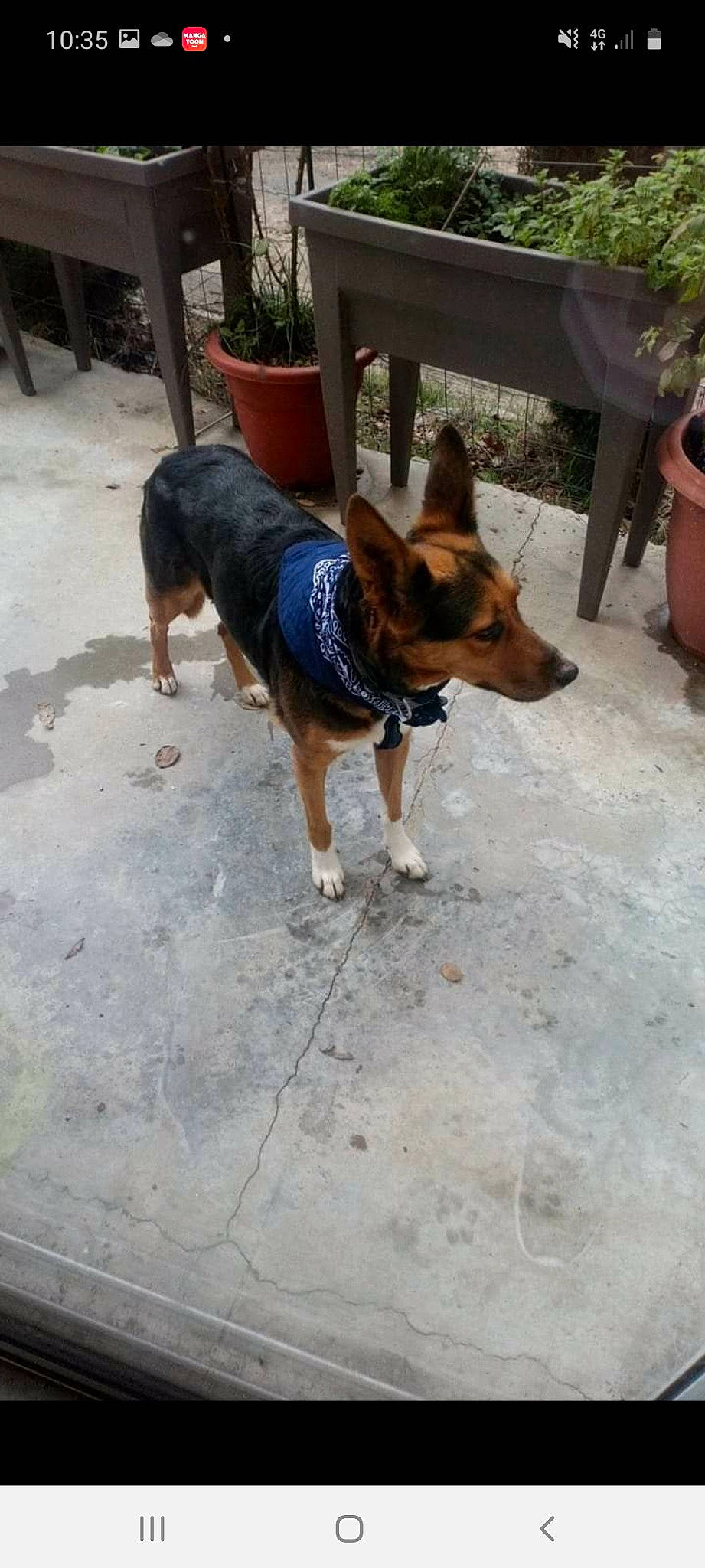 Daysie participe au concours pour gagner de l'argent avec cette photo : canidae, carnivore, dog, dog_breed, fawn, german_shepherd_dog, king_shepherd, kunming_wolfdog, mammal, old_german_shepherd_dog, snout, vertebrate, working_dog