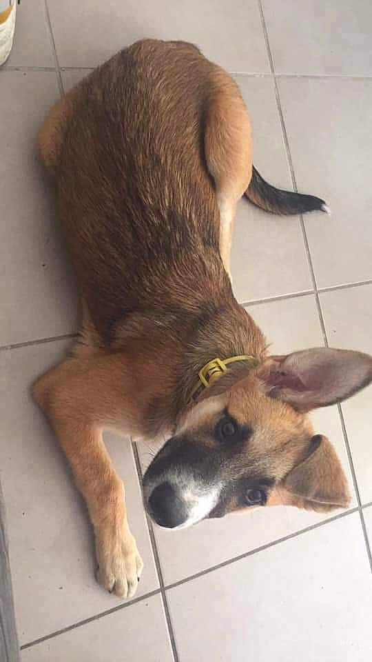 Roxie