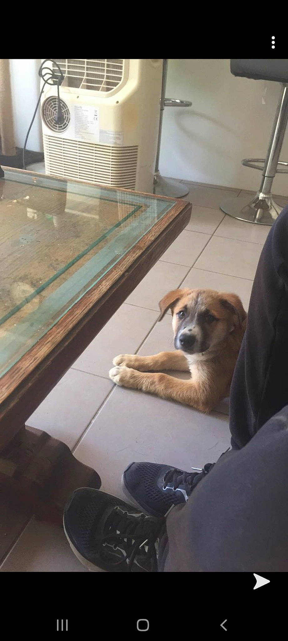 Roxie participe au concours pour gagner de l'argent avec cette photo : canidae, carnivore, companion_dog, dog, dog_breed, fawn, floor, flooring, potcake_dog, snout, sporting_group, street_dog