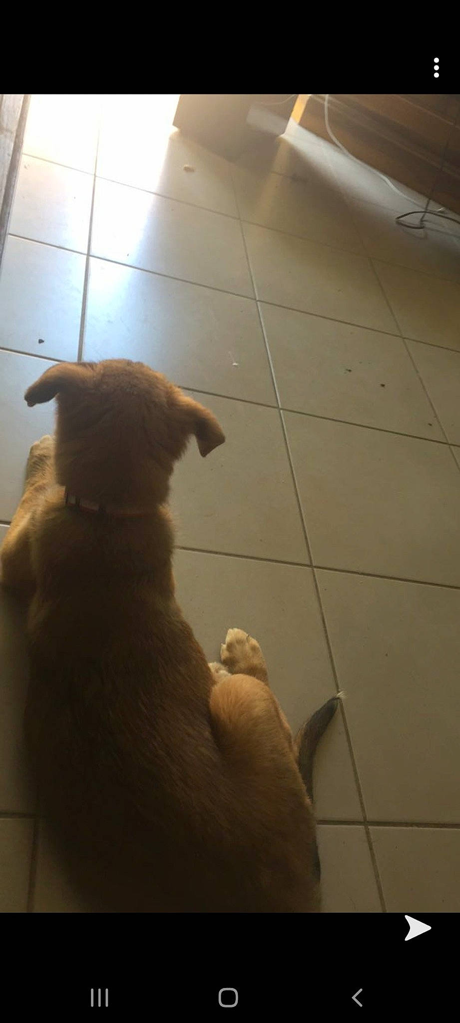 Roxie participe au concours pour gagner de l'argent avec cette photo : canidae, carnivore, dog, dog_breed, fawn, floor, flooring, labrador_retriever, retriever, snout, sporting_group, tail, tile