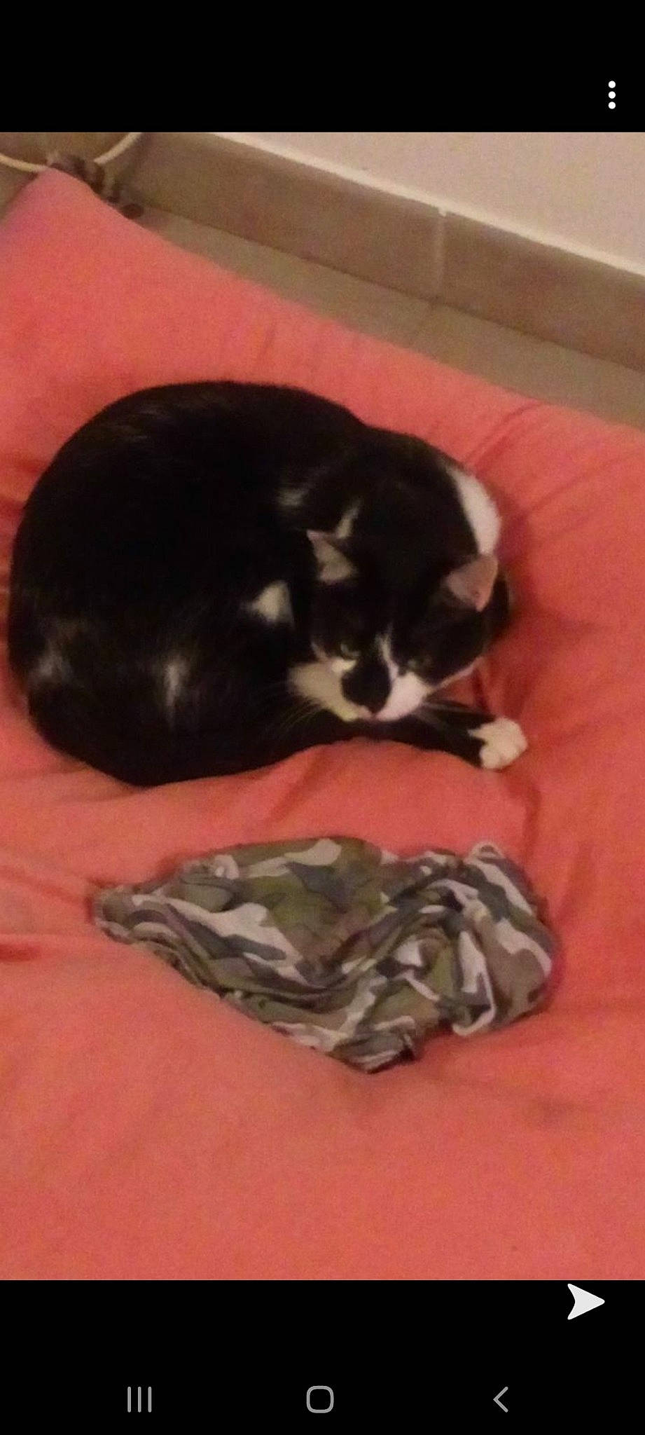 Oreo participe au concours pour gagner de l'argent avec cette photo : boston_terrier, canidae, carnivore, cat, dog, dog_breed, felidae, kitten, puppy, small_to_medium_sized_cats, sporting_group, tail, whiskers