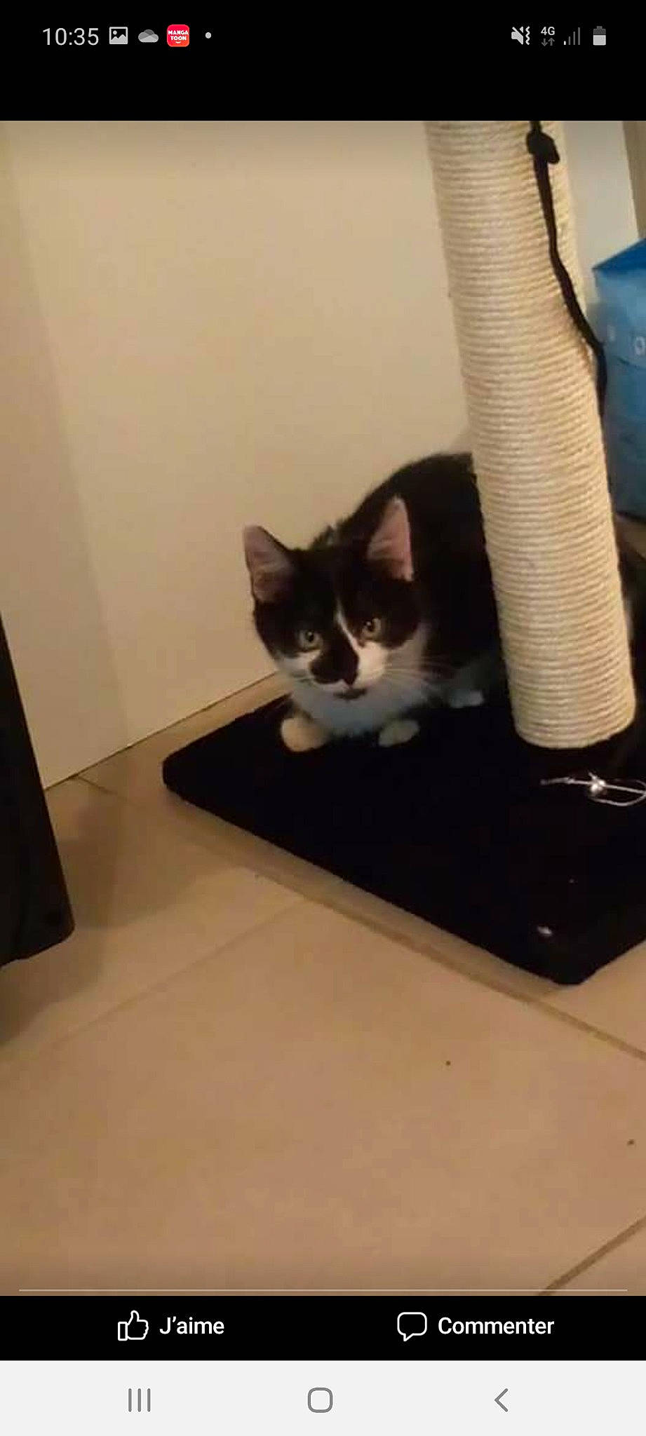 Oreo participe au concours pour gagner de l'argent avec cette photo : carnivore, cat, domestic_short_haired_cat, european_shorthair, fawn, felidae, floor, kitten, polydactyl_cat, small_to_medium_sized_cats, tail, whiskers