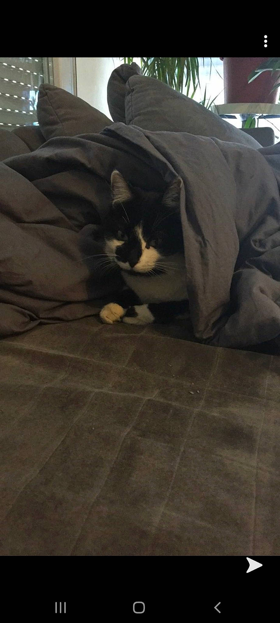 Oreo participe au concours pour gagner de l'argent avec cette photo : boston_terrier, canidae, carnivore, cat, dog_breed, fawn, felidae, floor, flooring, hardwood, non_sporting_group, small_to_medium_sized_cats, snout, sporting_group, whiskers