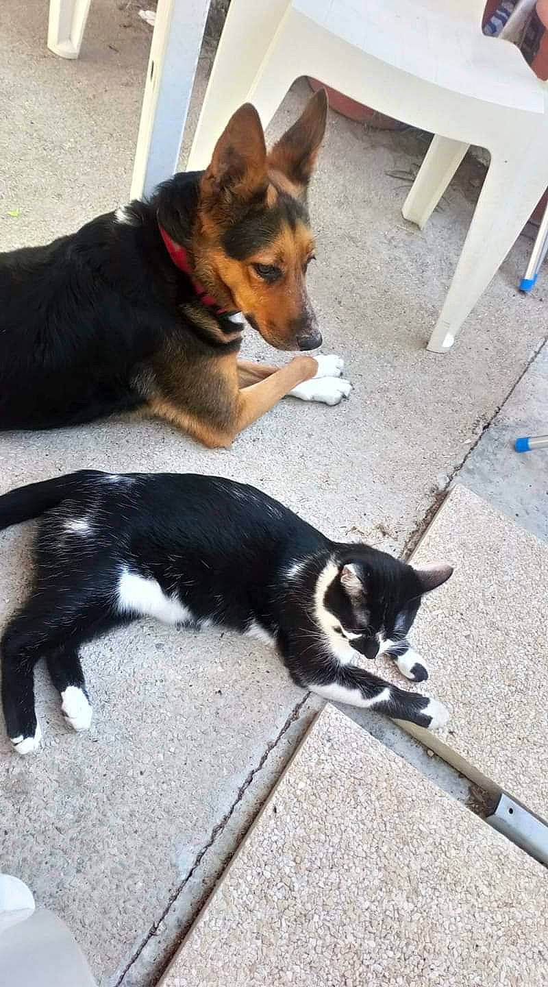 Oreo a rejoint le concours — aidez-le/la à gagner de superbes lots ! canidae, carnivore, dog, dog_breed, lapponian_herder, mammal, puppy, rare_breed_dog, shiba_inu, siberian_husky, tail, vertebrate, working_dog