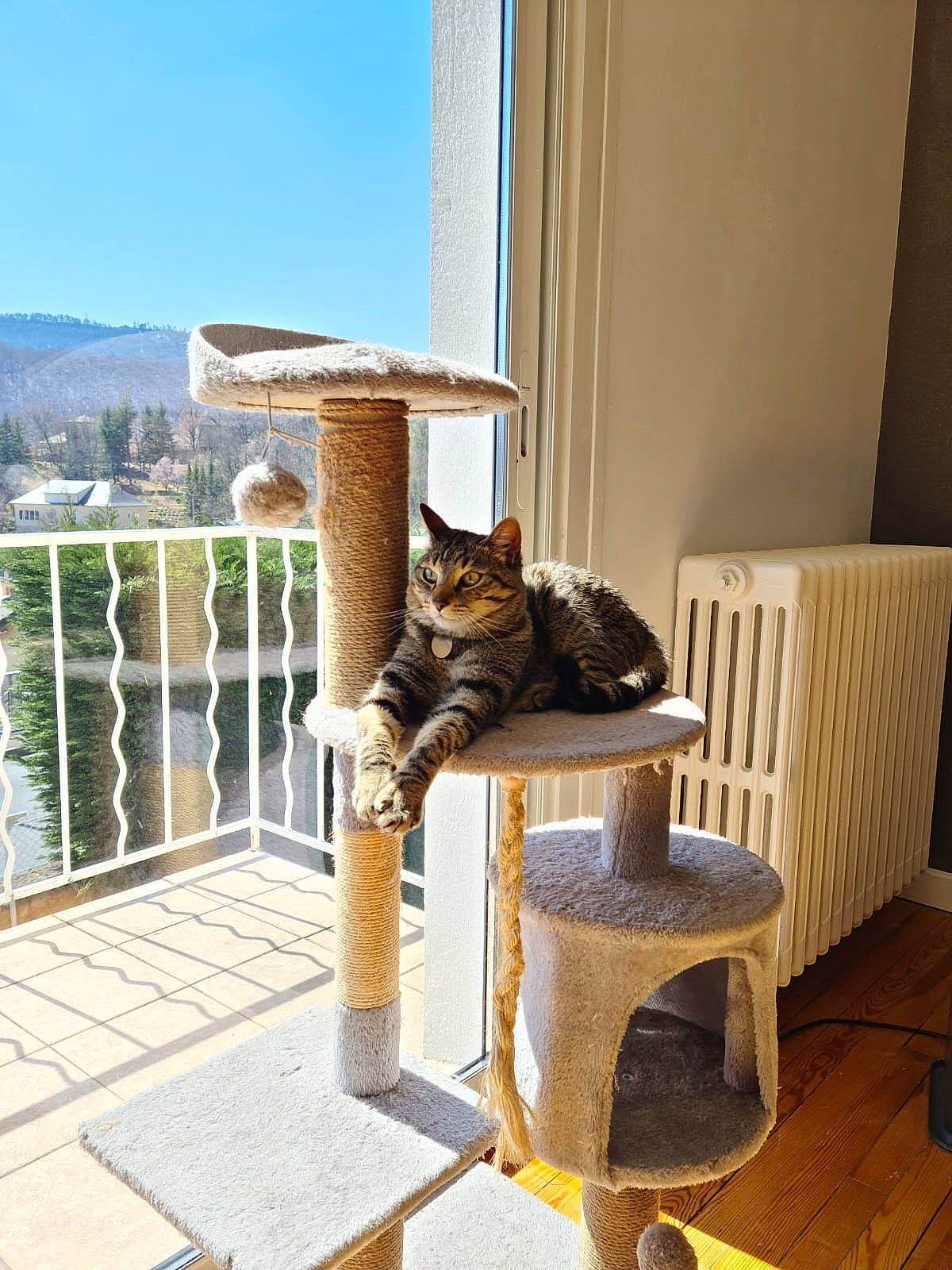 Natti a rejoint le concours — aidez-le/la à gagner de superbes lots ! building, carnivore, cat, chair, comfort, fawn, felidae, floor, flooring, hardwood, interior_design, outdoor_furniture, plant, porch, sky, small_to_medium_sized_cats, tree, whiskers, window, wood
