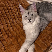 Snow a rejoint le concours — aidez-le/la à gagner de superbes lots ! animal, blanket, brown, cat, comfortable, cozy, crossed_legs, ears, feline, fur, household, indoor, long_hair, paws, pet, portrait, relaxing, resting, silver_gray, whiskers