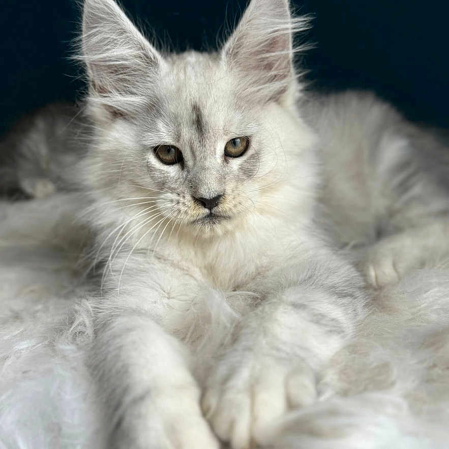 Snow a rejoint le concours — aidez-le/la à gagner de superbes lots ! animal, cat, close_up, cute, eyes, face, feline, fluffy, fur, indoor, kitten, large_ears, lying_down, pet, portrait, resting, soft_texture, whiskers, white_fur, young_cat