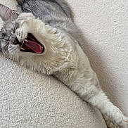 Snow a rejoint le concours — aidez-le/la à gagner de superbes lots ! cat, feline, yawning, stretching, gray, white, fur, pet, indoor, couch, furniture, cozy, relaxed, sleepy, animal, whiskers, paw, cute, domestic, comfortable