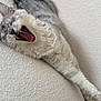 cat, feline, yawning, stretching, gray, white, fur, pet, indoor, couch, furniture, cozy, relaxed, sleepy, animal, whiskers, paw, cute, domestic, comfortable