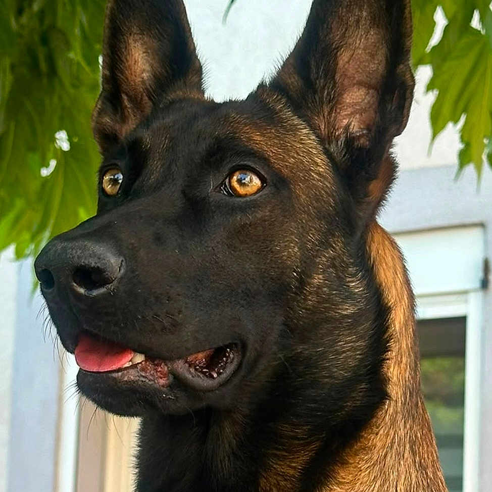 Aïka