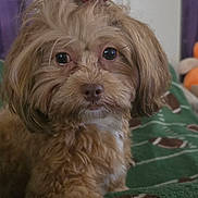 Princess Sasha joined the competition — help win amazing prizes! animal, bedroom, blanket, bow, brown_fur, close_up, companion, curly_fur, cute, cute_pet, dog, domestic_animal, eyes, face, football_pattern, fur, indoor, pet, portrait, resting