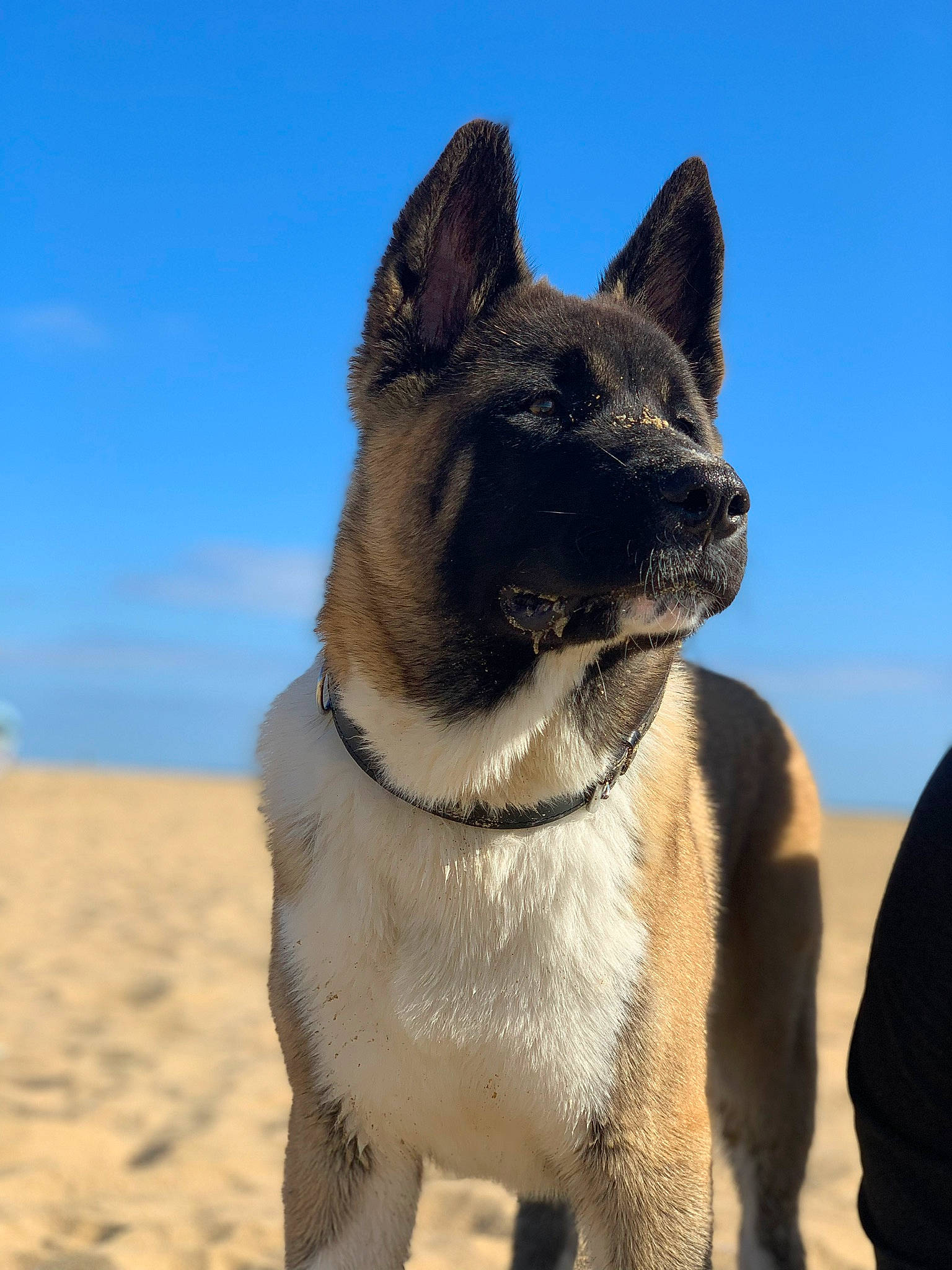 Meïko a rejoint le concours — aidez-le/la à gagner de superbes lots ! akita, akita_inu, black_norwegian_elkhound, canaan_dog, canidae, carnivore, dog, dog_breed, east_siberian_laika, greenland_dog, mammal, norwegian_buhund, norwegian_elkhound, russo_european_laika, snout, vertebrate
