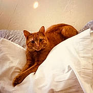 Ember is registered to the contest to win money with this photo: abyssinian, animal, bed, bedroom, blanket, cat, chair, couch, cushion, furniture, hardwood, homedecor, indoors, kitten, linen, manx, pet, room, siamese, wood