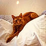 abyssinian, animal, bed, bedroom, blanket, cat, chair, couch, cushion, furniture, hardwood, homedecor, indoors, kitten, linen, manx, pet, room, siamese, wood