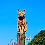 cat, orange_tabby, wooden_post, tail, blue_sky, outdoor, tree, leafy_tree, nature, animal, pet, sunlight, feline, perched, wildlife, daylight, collar, quiet, majestic, calm