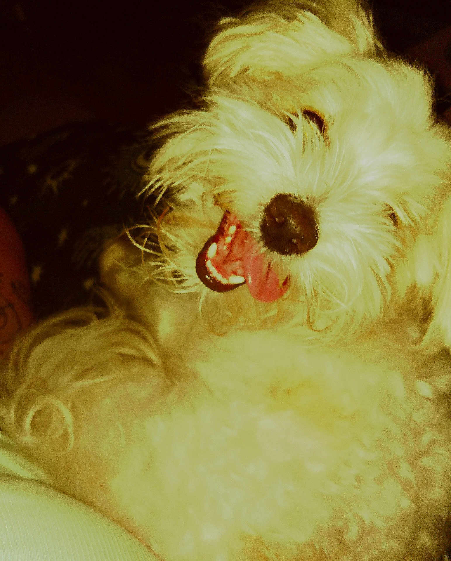 Mac is registered to the contest to win money with this photo: dog, white, fluffy, tongue, teeth, pet, cute, animal, fur, closeup, happy, indoor, smiling, muzzle, canine, domestic_animal, playful, face, nose, whiskers