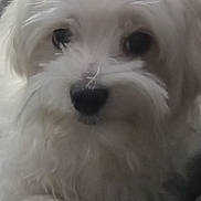 Mac joined the competition — help win amazing prizes! dog, white_fur, close_up, pet, animal, cute, fluffy, nose, eyes, portrait, indoors, soft, fur, mammal, companion, small_dog, friendly, adorable, face, whiskers