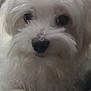 dog, white_fur, close_up, pet, animal, cute, fluffy, nose, eyes, portrait, indoors, soft, fur, mammal, companion, small_dog, friendly, adorable, face, whiskers