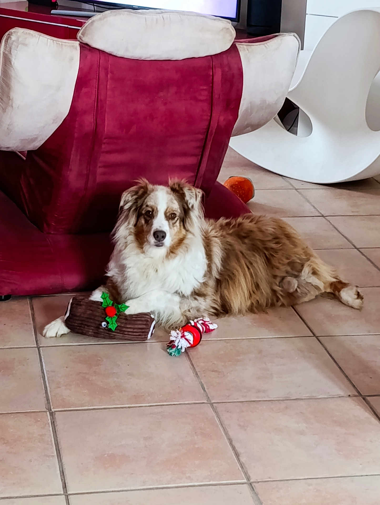 Merlin participe au concours pour gagner de l'argent avec cette photo : dog, toy, floor, tile, chair, red_chair, white_chair, indoor, pet, holiday_toy, furniture, relaxed, animal, brown_dog, fluffy, looking, laying_down, home, decor, casual