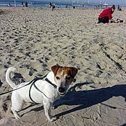 Diesel participe au concours pour gagner de l'argent avec cette photo : dog, jack_russell_terrier, beach, sand, ocean, waves, sky, people, wind_turbine, leash, harness, sunny, outdoor, daytime, shadow, shore, recreation, casual, animal, pet