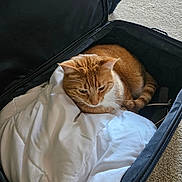 Archie is registered to the contest to win money with this photo: animal, blanket, carpet, cat, companion, cozy, domestic_cat, fur, fur_pattern, ginger_cat, home, indoor, open_suitcase, orange_cat, pet, relaxed, resting, suitcase, travel, white_blanket
