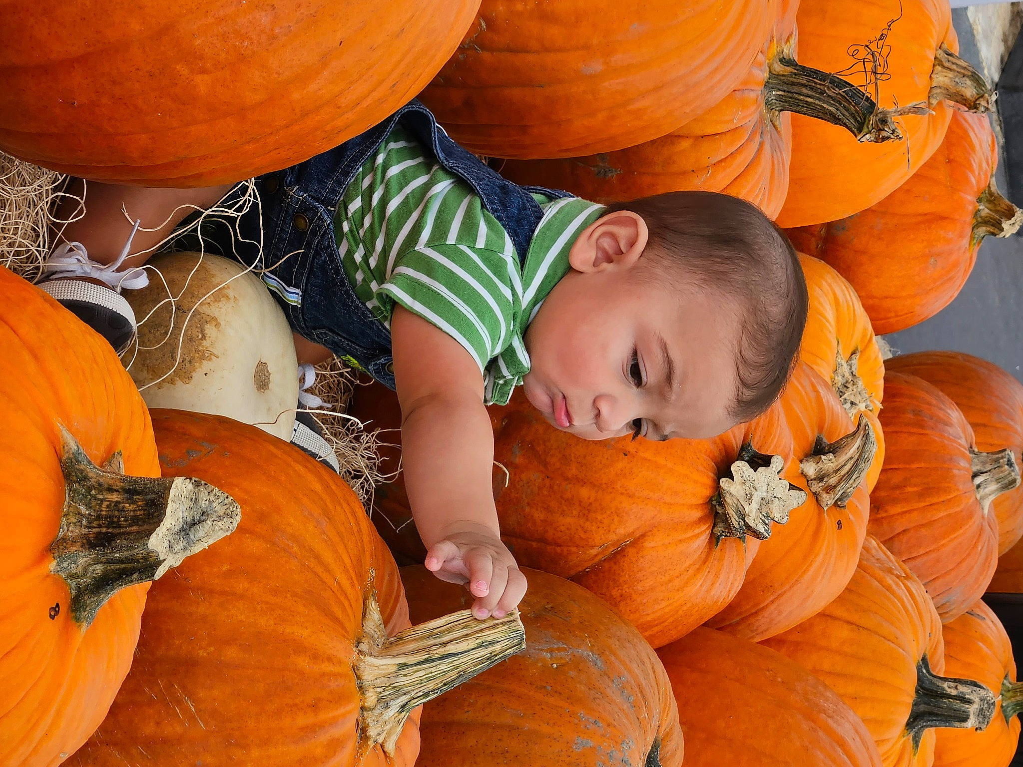 Caleb joined the competition — help win amazing prizes! calabaza, creative_arts, cucurbita, eye, facial_expression, food, gourd, green, happy, head, local_food, natural_foods, orange, person, plant, pumpkin, squash, staple_food, vegetable, whole_food
