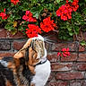 cat, calico_cat, flower, red_flower, geranium, brick_wall, green_leaves, outdoor, nature, pet, animal, whiskers, curious, close_up, plant, garden, daylight, sniffing, collar, feline