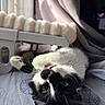 animal, bed, black_and_white, cat, cozy, curtain, cute, feline, fluffy_bed, indoor, natural_light, pet, relaxed, resting, sheet, soft, spiderweb_pattern, upside_down, whiskers, window