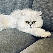 Snow participe au concours pour gagner de l'argent avec cette photo : cat, white_cat, fluffy, green_eyes, pet, feline, indoor, couch, grey_couch, relaxed, lying_down, fur, animal, closeup, resting, home, cozy, cute, portrait, soft