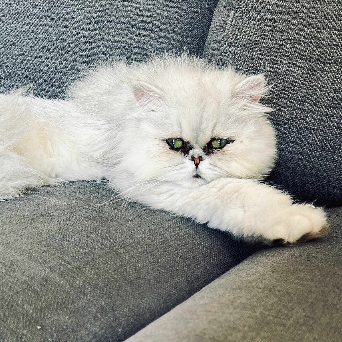 Snow participe au concours pour gagner de l'argent avec cette photo : animal, cat, closeup, couch, cozy, cute, feline, fluffy, fur, green_eyes, grey_couch, home, indoor, lying_down, pet, portrait, relaxed, resting, soft, white_cat