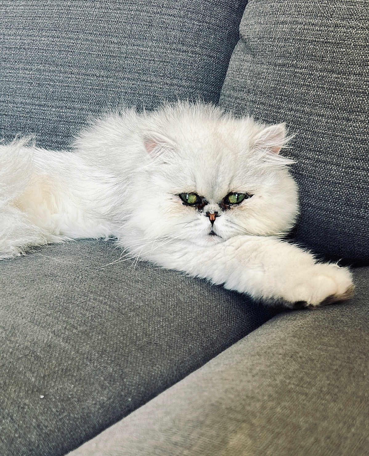 Snow participe au concours pour gagner de l'argent avec cette photo : cat, white_cat, fluffy, green_eyes, pet, feline, indoor, couch, grey_couch, relaxed, lying_down, fur, animal, closeup, resting, home, cozy, cute, portrait, soft