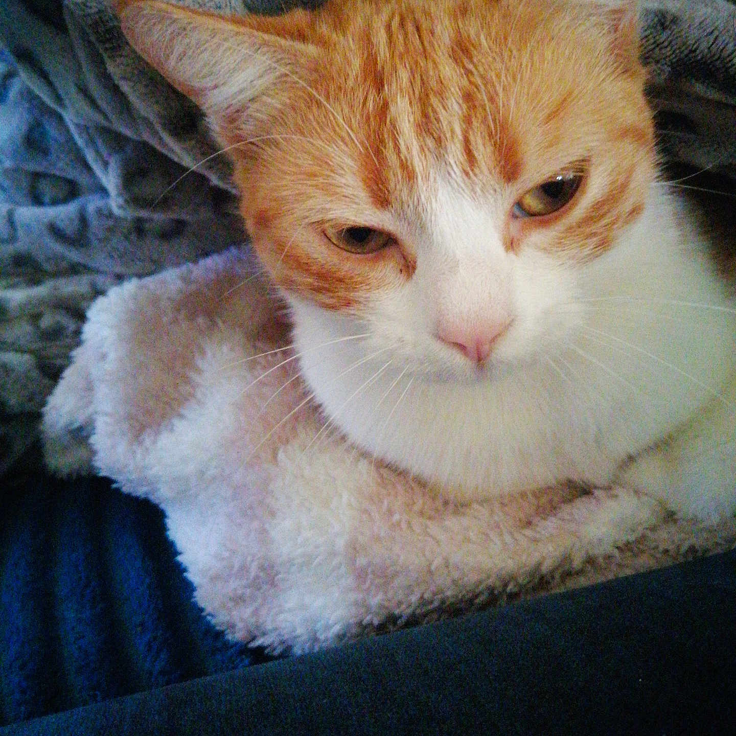Minouchka