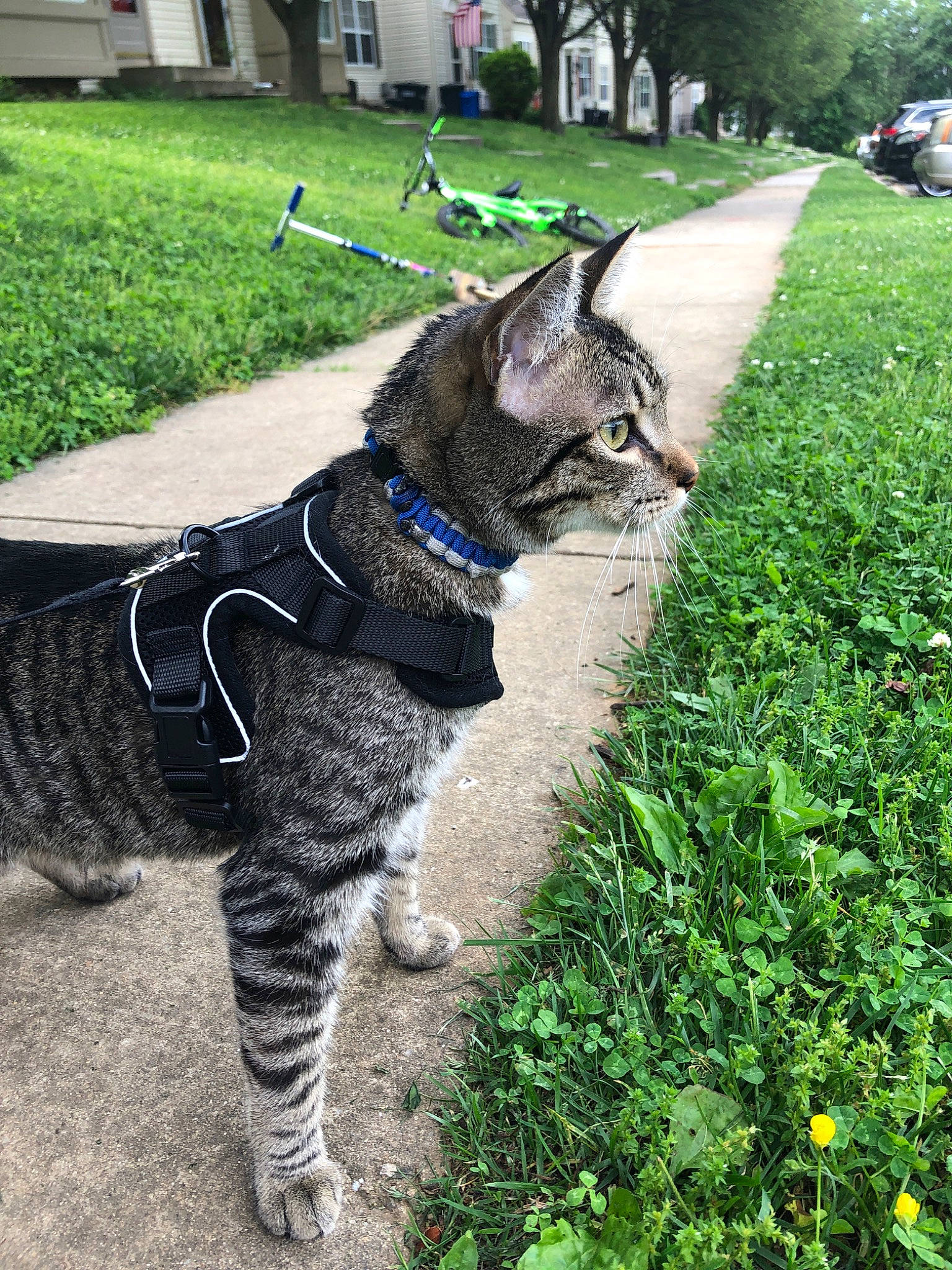 Kip is registered to the contest to win money with this photo: canidae, carnivore, cat, collar, domestic_short_haired_cat, european_shorthair, fashion_accessory, felidae, fur, grass, lawn, leash, plant, small_to_medium_sized_cats, snout, sporting_group, tabby_cat, tail, tree, whiskers