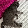 Diana joined the competition — help win amazing prizes! abyssinian, animal, blanket, cat, couch, cushion, egyptiancat, furniture, homedecor, kitten, laundry, linen, manx, person, pet, purple, quilt, siamese, sleeping, towel