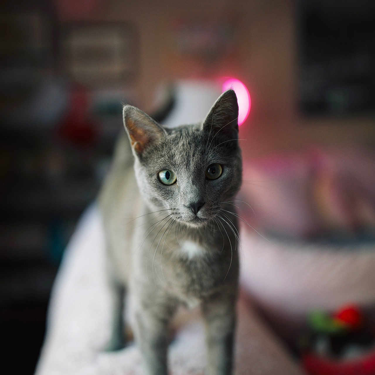 Diana
