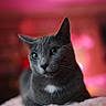 Diana joined the competition — help win amazing prizes! abyssinian, animal, blackcat, cat, kitten, manx, pet, siamese