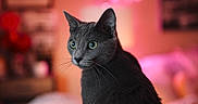 Diana is registered to the contest to win money with this photo: abyssinian, animal, blackcat, cat, couch, furniture, kitten, manx, pet