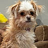 Biscuit joined the competition — help win amazing prizes! dog, puppy, small_dog, fluffy, shaggy, long_hair, white_fur, tan_fur, brown_eyes, black_nose, portrait, sitting, indoors, couch, cushion, home, pet, cute, looking_at_camera, close_up
